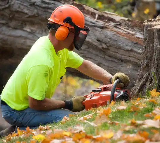 tree services Edmore